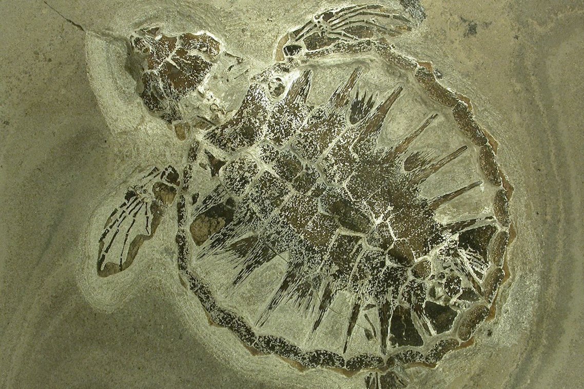 Fossil- og Molermuseet.jpg